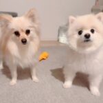 犬におやつを与える前に『フセ』と指示したら…『どうしてそうなった？』まさかの爆笑行動が215万再生「逆に難しいｗ」「ドヤ顔たまらん」(ブログ)