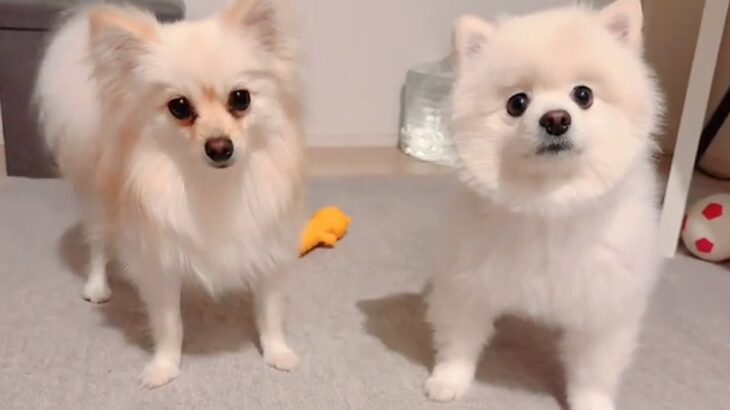 犬におやつを与える前に『フセ』と指示したら…『どうしてそうなった？』まさかの爆笑行動が215万再生「逆に難しいｗ」「ドヤ顔たまらん」(ブログ)