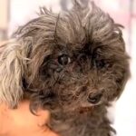 全身ボロボロで閉ざされた世界しか知らなかった犬を保護→まるで別犬のような『現在の姿』に「本当よかった」「笑顔にあふれた家族」と感動(ブログ)