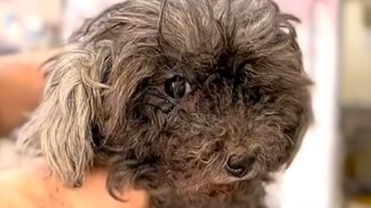 全身ボロボロで閉ざされた世界しか知らなかった犬を保護→まるで別犬のような『現在の姿』に「本当よかった」「笑顔にあふれた家族」と感動(ブログ)