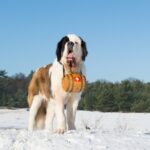 スイス原産の犬種5選！それぞれの特徴やペット先進国の犬事情まで解説(ブログ)