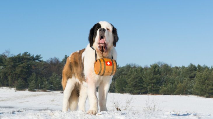 スイス原産の犬種5選！それぞれの特徴やペット先進国の犬事情まで解説(ブログ)