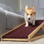 犬との生活に潜んでいるトラブル4つ　愛犬を危険な目に合わせないためにできることとは(ブログ)