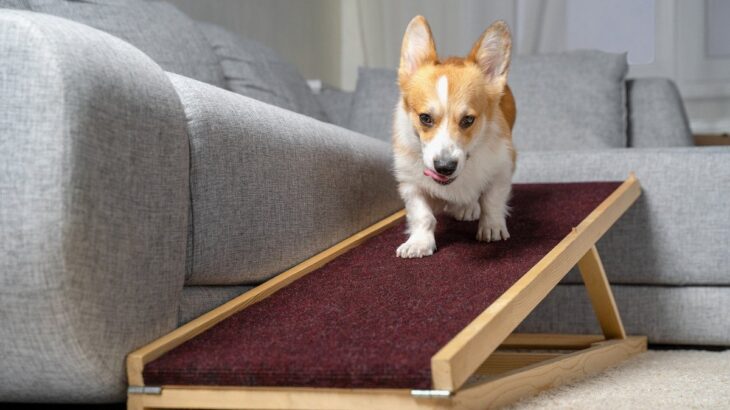 犬との生活に潜んでいるトラブル4つ　愛犬を危険な目に合わせないためにできることとは(ブログ)