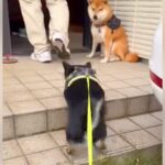 散歩中、近所のおじさんを見つけた犬→大好きが溢れてしまい…思わず笑う『まさかの行動』に「お友達はスルーｗ」「戸惑ってて草」と16万再生(ブログ)