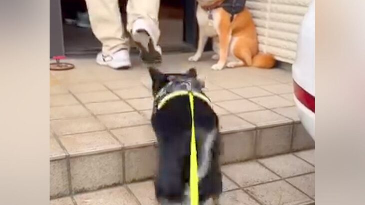 散歩中、近所のおじさんを見つけた犬→大好きが溢れてしまい…思わず笑う『まさかの行動』に「お友達はスルーｗ」「戸惑ってて草」と16万再生(ブログ)