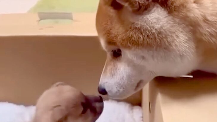 赤ちゃん犬の名前に悩む家族→先住犬に決めてもらおうとしたら…想像を超える『天才的な行動』が699万再生「ちゃんと話しながら決めてて凄い」(ブログ)