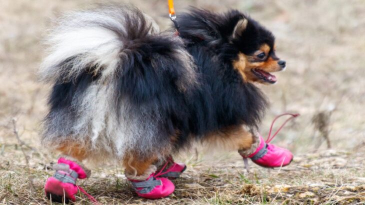 『犬用グッズ』の間違った使い方4つ　起こりうるリスクの可能性から正しい使用方法まで(ブログ)