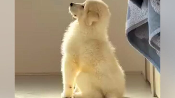どこにでもついてくる『超大型犬の子犬』が成長した結果…まだまだ赤ちゃんすぎる『甘えん坊な光景』が４万再生　まるで白くまのような姿に悶絶(ブログ)