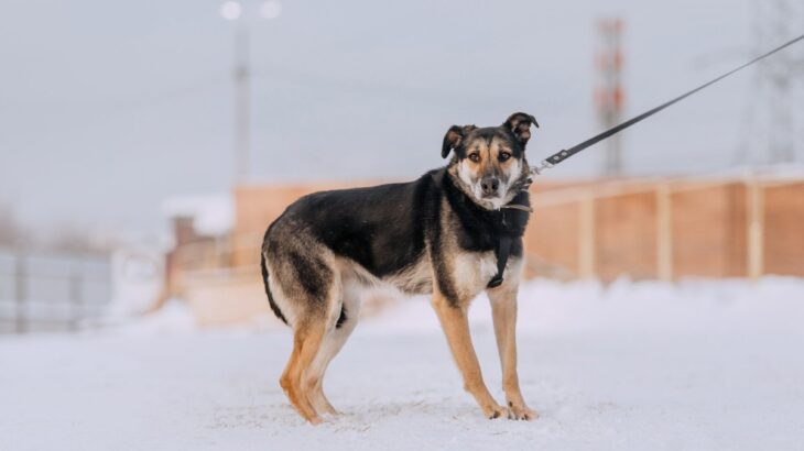 犬が『シッポを下げている』ときの心理５つ　どんな気持ちになっているの？愛犬が考えていることとは(ブログ)