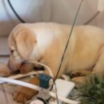 犬の『留守番』で起こりうるリスク4つ　 愛犬の安全を守るために飼い主が注意すべきこととは(ブログ)