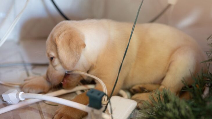 犬の『留守番』で起こりうるリスク4つ　 愛犬の安全を守るために飼い主が注意すべきこととは(ブログ)