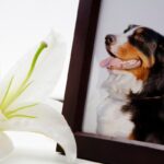 亡くなった犬の『供養方法』4選　飼い主が後悔しないために知っておくべき流れとは？(ブログ)