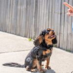犬のしつけは教え方で変わる！愛犬が理解しやすくなる3つのポイント【ドッグトレーナーが解説】(ブログ)