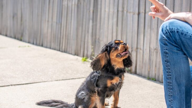 犬のしつけは教え方で変わる！愛犬が理解しやすくなる3つのポイント【ドッグトレーナーが解説】(ブログ)