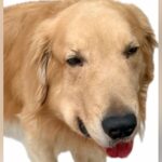 ステージ4の癌で『余命1ヵ月』を宣告された大型犬→絶望していたら…涙溢れる『奇跡的な光景』が13万再生「奇跡って本当にあるんだ」と感動(ブログ)