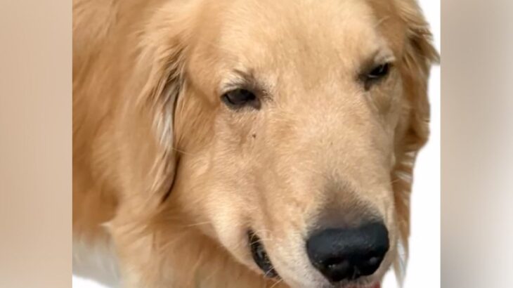 ステージ4の癌で『余命1ヵ月』を宣告された大型犬→絶望していたら…涙溢れる『奇跡的な光景』が13万再生「奇跡って本当にあるんだ」と感動(ブログ)