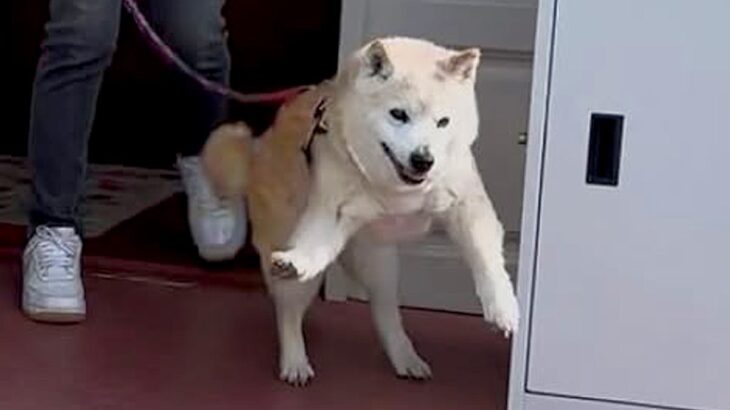 17歳のおじいちゃん犬→散歩に出かけようとしたら…老犬とは思えない『子犬のような行動』が73万再生「元気貰った」「なんて可愛いの」と絶賛(ブログ)
