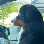 車で飼い主を待つ超大型犬を『隠し撮りしてみた』結果…まるでコントのような『想像以上の二度見』が341万再生「お手本ｗ」「面白すぎ」(ブログ)