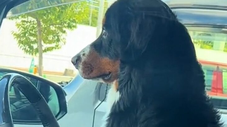 車で飼い主を待つ超大型犬を『隠し撮りしてみた』結果…まるでコントのような『想像以上の二度見』が341万再生「お手本ｗ」「面白すぎ」(ブログ)
