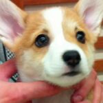 茶色の毛を持つ赤ちゃんコーギー犬…13年後→まるで別犬な『ビフォーアフター』が216万再生「大切にされてるのわかる」「パンみたい」(ブログ)