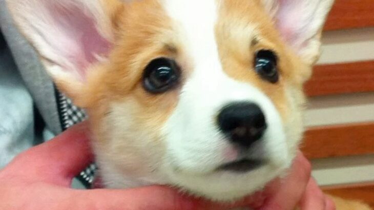 茶色の毛を持つ赤ちゃんコーギー犬…13年後→まるで別犬な『ビフォーアフター』が216万再生「大切にされてるのわかる」「パンみたい」(ブログ)