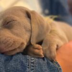 犬を飼うことに反対していた夫→1年後『犬との暮らしを教えてくれて…』現在の光景に感動「気付いたら泣いてた」「愛が溢れてる」と3万再生(ブログ)