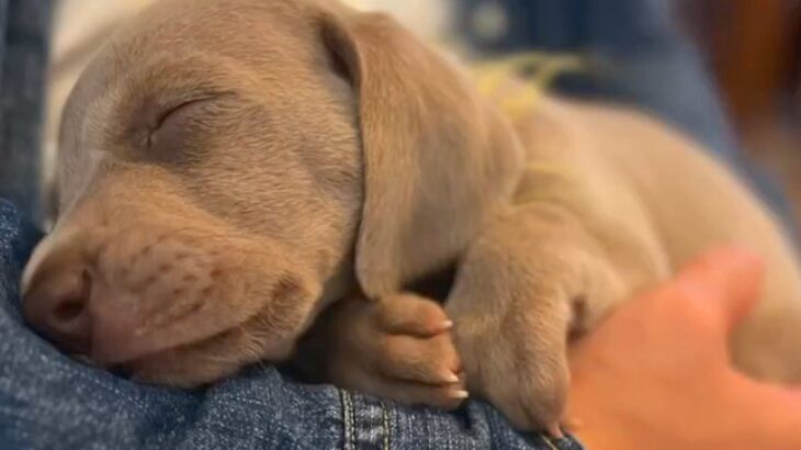 犬を飼うことに反対していた夫→1年後『犬との暮らしを教えてくれて…』現在の光景に感動「気付いたら泣いてた」「愛が溢れてる」と3万再生(ブログ)