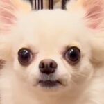 両親が極小サイズの犬→小さいまま育つのかと思ったら…まさかの『脅威の成長をとげた姿』が20万再生「愛情たっぷり」「可愛すぎて困る」(ブログ)