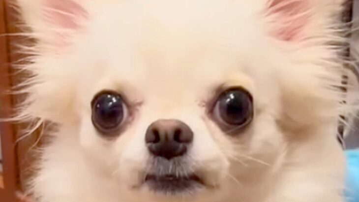 両親が極小サイズの犬→小さいまま育つのかと思ったら…まさかの『脅威の成長をとげた姿』が20万再生「愛情たっぷり」「可愛すぎて困る」(ブログ)
