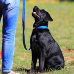 犬につけるには『首輪かハーネス』どっちがいい？愛犬の安全を守るための選び方とは(ブログ)