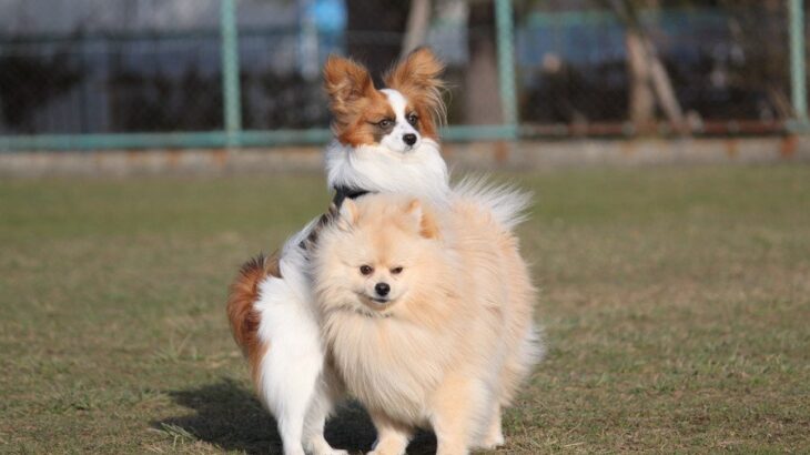 犬が『人間に腰を振っている』ときの心理4つ　行動の原因から適切な対処法まで解説(ブログ)