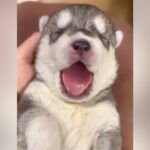 『ヒザの上におさまっていた赤ちゃん犬が…』１年後→想像以上にかっこいい『ビフォーアフター』が話題「成長早すぎる」「愛があふれてる」の声(ブログ)