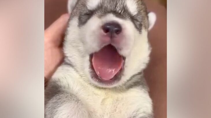 『ヒザの上におさまっていた赤ちゃん犬が…』１年後→想像以上にかっこいい『ビフォーアフター』が話題「成長早すぎる」「愛があふれてる」の声(ブログ)