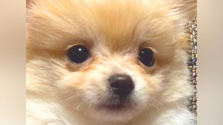 『ポメプーの赤ちゃんを飼った』と思っていたら…予想と違いすぎる『別の犬種になった光景』が44万再生「吹いたｗ」「なぜこうなった」と爆笑(ブログ)