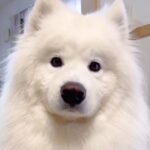 出勤したはずのパパが５分で帰宅することに→家にいた大型犬が…想定外な展開で見せた行動が59万再生「最高のお出迎え」「可愛すぎる」の声(ブログ)
