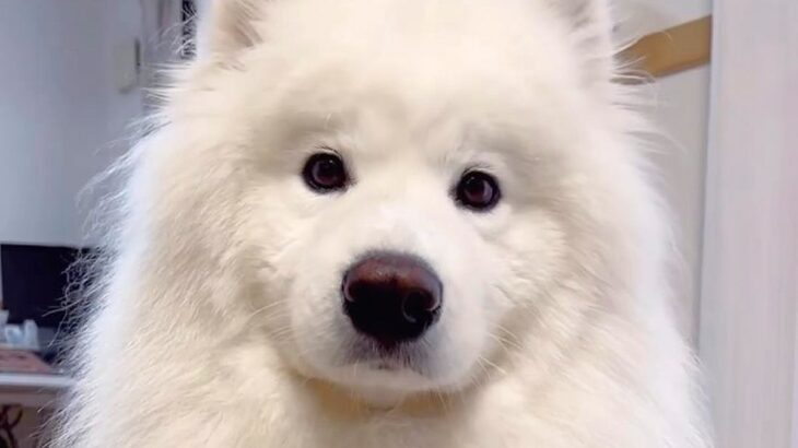 出勤したはずのパパが５分で帰宅することに→家にいた大型犬が…想定外な展開で見せた行動が59万再生「最高のお出迎え」「可愛すぎる」の声(ブログ)