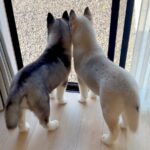窓際に並んだ『小さな２匹のハスキー犬』が成長した結果…愛おしすぎる『ビフォーアフター』に「大きくなっても可愛い」「たまらん」と絶賛(ブログ)