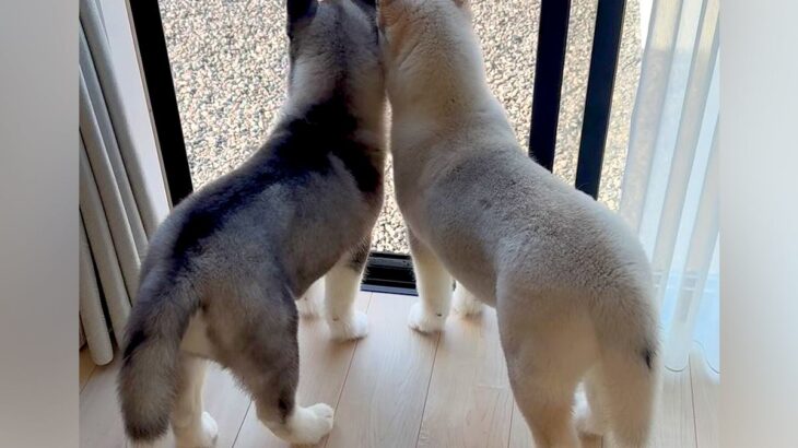 窓際に並んだ『小さな２匹のハスキー犬』が成長した結果…愛おしすぎる『ビフォーアフター』に「大きくなっても可愛い」「たまらん」と絶賛(ブログ)