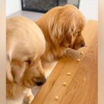 双子の大型犬→３個ずつおやつをあげようとしたら…まったく異なる『２匹の対応』に「どちらも愛おしい」「多頭飼いあるある」共感と絶賛の声(ブログ)