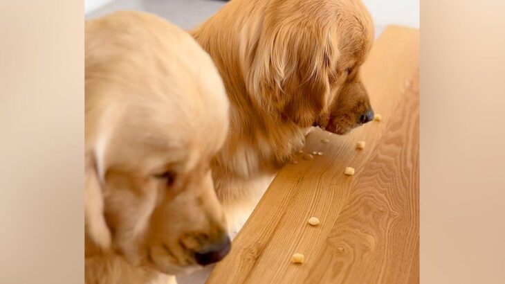双子の大型犬→３個ずつおやつをあげようとしたら…まったく異なる『２匹の対応』に「どちらも愛おしい」「多頭飼いあるある」共感と絶賛の声(ブログ)