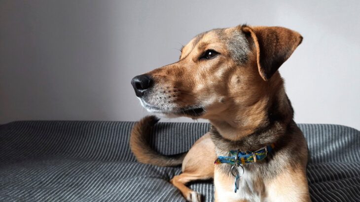 犬が『信用していない人』にみせる仕草や行動4選　愛犬との関係性が悪化しているサインとは(ブログ)