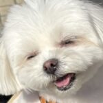 マクドナルドの店員さんに『かわいい！』と褒められた犬→ご機嫌で見せた『可愛すぎる表情』が224万表示「いい笑顔」「世界を救う」と絶賛(ブログ)
