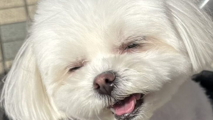 マクドナルドの店員さんに『かわいい！』と褒められた犬→ご機嫌で見せた『可愛すぎる表情』が224万表示「いい笑顔」「世界を救う」と絶賛(ブログ)