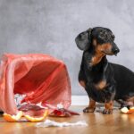 犬が異物を食べちゃった！そんなとき飼い主はどうしたらいい？【現役獣医が解説】(ブログ)