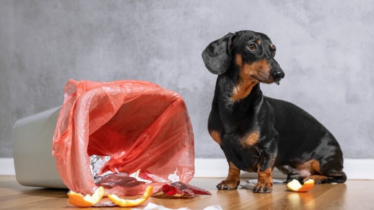犬が異物を食べちゃった！そんなとき飼い主はどうしたらいい？【現役獣医が解説】(ブログ)