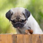犬が『カタツムリ』を食べたらどうなる？万が一、誤食してしまった場合の応急処置まで(ブログ)