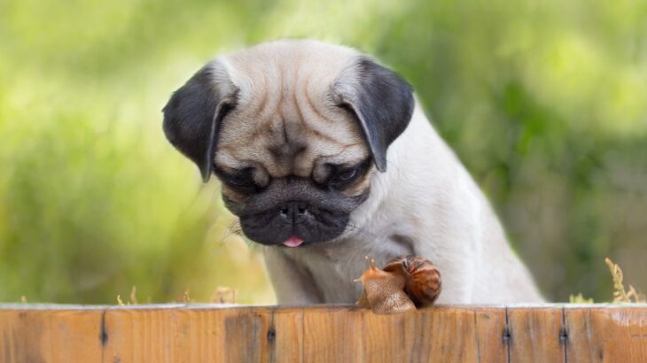 犬が『カタツムリ』を食べたらどうなる？万が一、誤食してしまった場合の応急処置まで(ブログ)