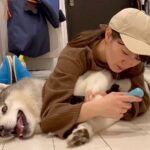 大型犬が寝ている隙に『爪切りと足裏カット』を強行した結果…文句が止まらない『攻防戦』が115万再生「ジタバタ可愛い」「良いコンビｗ」(ブログ)