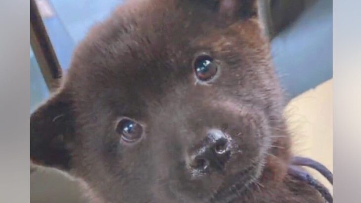 狩猟犬の赤ちゃんを飼って『カッコよく育つ』かと思いきや…数年後→まさかの成長が53万再生「天性のベビーフェイス」「可愛いすぎか？」(ブログ)